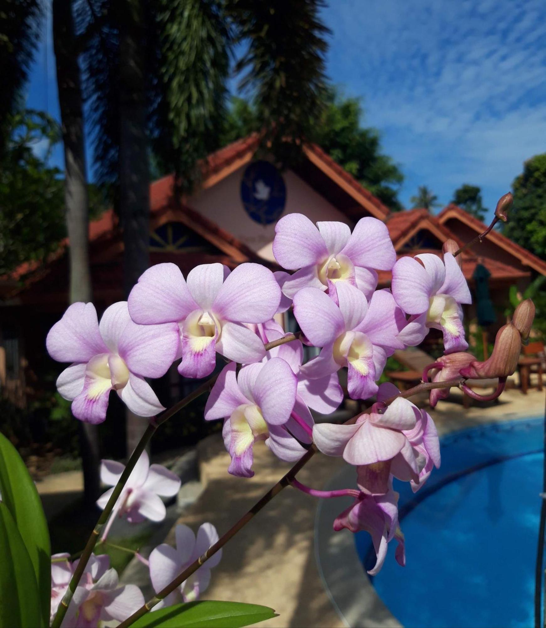 The Pace Phuket Boutique Resort Rawai Екстериор снимка