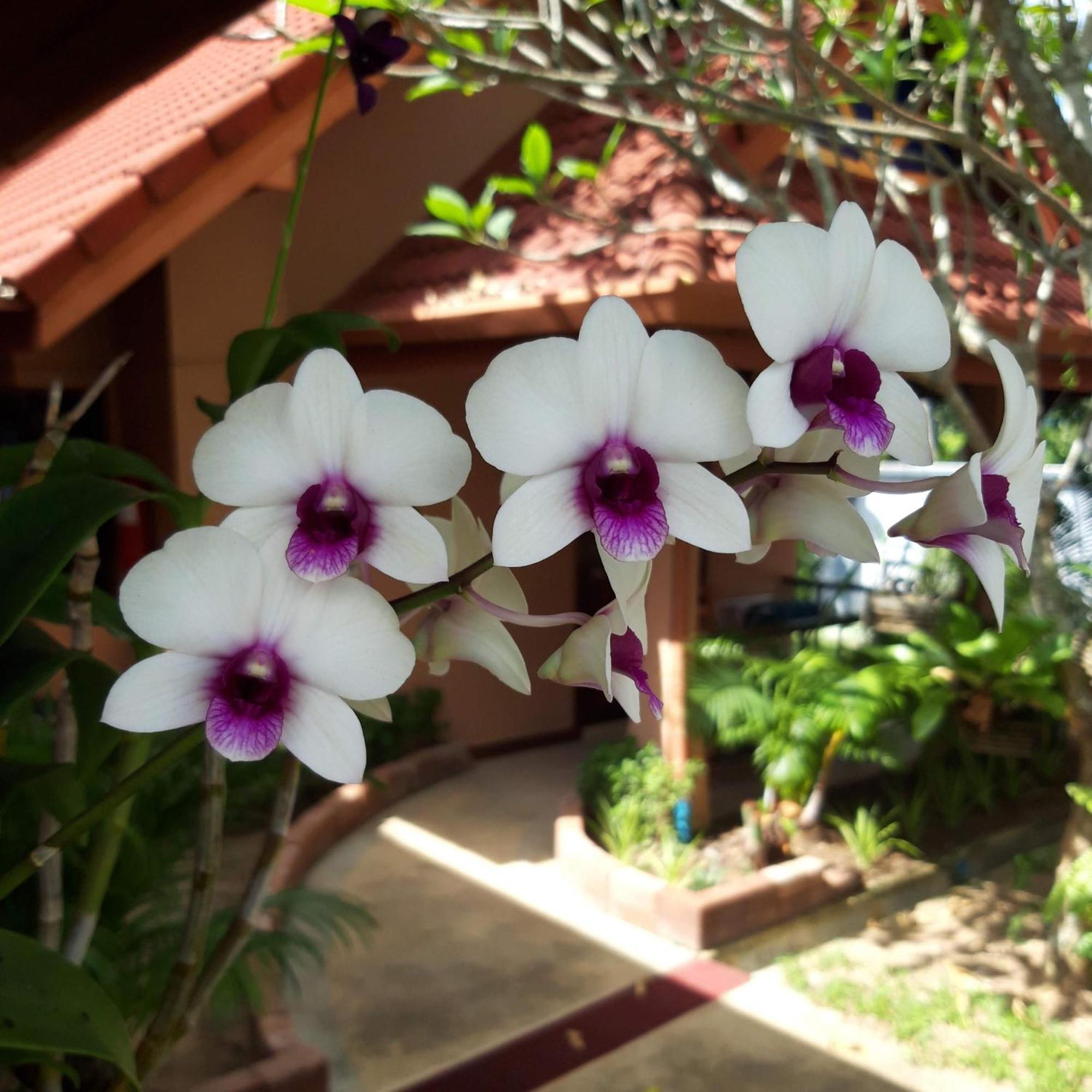 The Pace Phuket Boutique Resort Rawai Екстериор снимка